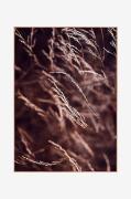 Bilde Spec. Mellow grasses 7