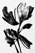 Poster Black Flower