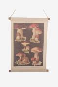 NORDFORMVeggoppheng SvampNaturPosters, bilder & skiltFra Homeroom