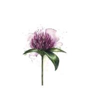 Sögne Home - Servietter lunsj 33x33 cm 20 stk kløverblomst