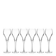 Stiernholm - Bubbles champagneglass 16 cl 6 stk klar